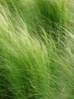 หญ้าหางม้า (Horsetail Grass) / 100 เม็ด (Poland)