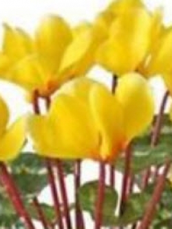 ไซคลาเมน (Cyclamen) สีเหลือง / 20 เม็ด (Malaysia)