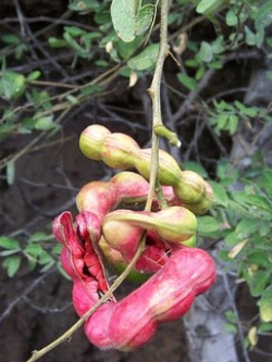 มะขามเทศ (Manila tamarind) สีชมพู / 15 เม็ด (ไทย)