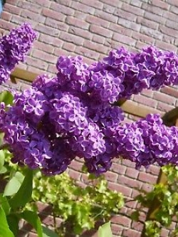 ไลแลคญึ่ปุ่น (Japanese Lilac) สีม่วงอ่อน / 50 เม็ด (นอก)