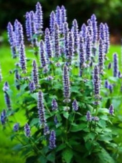 Common Hyssop / ซอง 50 เม็ด (D029)