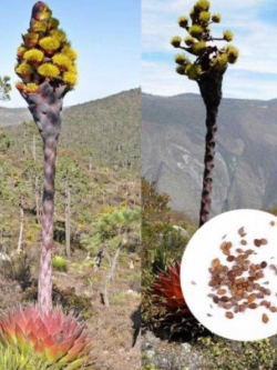 ว่านภูเขา (Agave Montana) / 10 เม็ด (Malaysia)