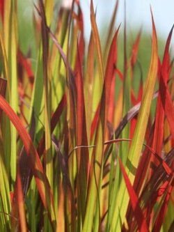 หญ้าแดงญี่ปุ่น หญ้าคาแดง (Imperata Cylindrica) / 100 เม็ด (Portugal) *