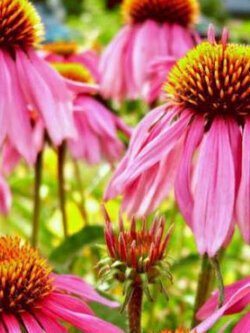 เอ็กไคนาเซีย (Echinacea Purpurea) สีม่วง / 40 เม็ด (Portugal)