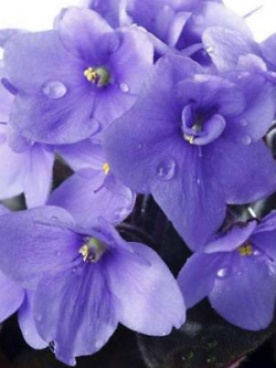แอฟริกันไวโอเล็ต (African violet) สีม่วง / 50 เม็ด (China)