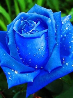 กุหลาบสีน้ำเงินเข้ม / 100 เม็ด