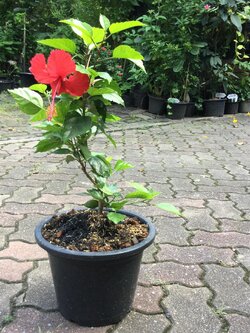 ต้นพู่ระหงโบราณ ดอกสีแดง กระถาง 10 นิ้ว สูง 50-70 ซ.ม.