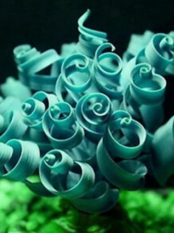 สไปรอล มิโมซ่า (Spiral Mimosa) สีฟ้า / 10 เม็ด (นอก)