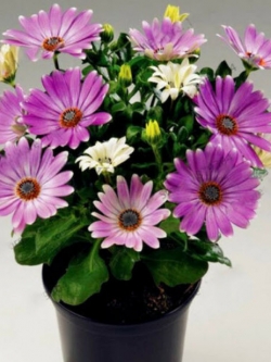 เดซีบอนไซ (Daisy bonsai) สีม่วง / 50 เม็ด