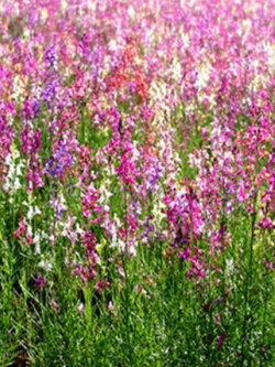 โทดแฟล็กซ์ (Toadflax / Baby Snapdragon) / 500 เม็ด (UK)