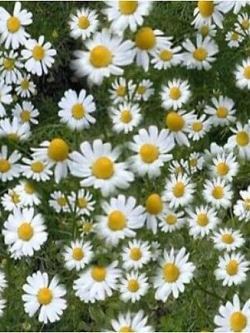เยอรมัน คาโมมายล์ (German Chamomile) / 40,000 เม็ด (UK)