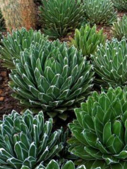 อะกาเว่ วิคทอเรีย (Victoria Agave) / 10 เม็ด (Portugal)