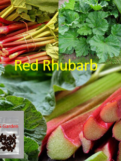 รูห์บาบแดง / รูห์บับแดง (Red Rhubarb) / 40 เม็ด (UK)