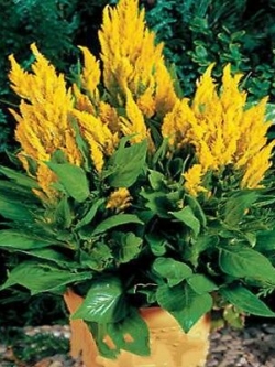 สร้อยไก่ (Plumed celosia) เหลือง / 100 เม็ด (นอก)