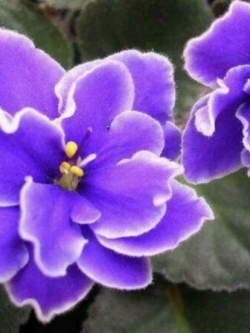 ไวโอเล็ทม่วง (Purple Violet) / 25 เม็ด