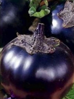 มะเขือม่วง (eggplant) / 50 เม็ด (Ukraine)