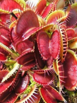 กาบหอยแครง (Venus Flytrap) สีแดง / 100 เม็ด