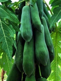 มะละกอ แขกดำศรีสะเกษ / 10 เม็ด *