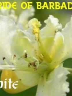 หางนกยูง ดอกสีขาว (White Pride of Barbados) / 5 เม็ด (Sri Lanka)