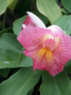 ต้นเอื้องหมายนา (Malay ginger) ดอกชมพู ถุงดำ สูง 40 ซ.ม. ขึ้นไป / ต้น