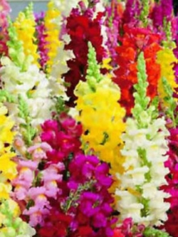 ดอกลิ้นมังกร (Snapdragon) คละ / 100 เม็ด