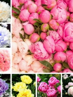 โบตั๋น (Peony) คละสี / 10 เม็ด (China)
