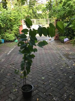 ต้นกาหลงขาว สูง 80-100 ซ.ม. / ต้น