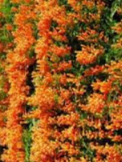 ต้นพวงแสด สูง 30-50 ซ.ม. / ต้น