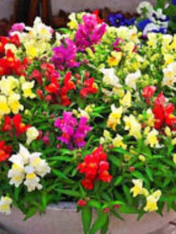 ดอกลิ้นมังกร (Snapdragon) ต้นเตี้ย คละ / 8,000 เม็ด (UK)*