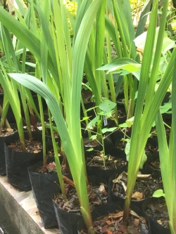 ต้นแกลดิโอลัส เพาะหัว (เล็ก) คละ / ต้น