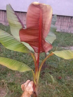 กล้วยหก หรือกล้วยยูนนาน (Musa itinerans) / 5 เม็ด (UK)