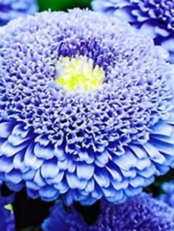 แอสเตอร์ ปริ้นท์เซส (Aster Princess) สีฟ้า ดอกใหญ่ / 200 เม็ด (Ukraine)