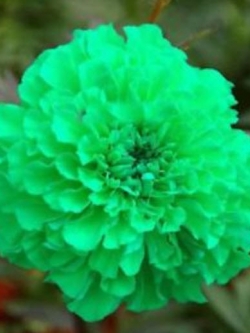 ดาวเรือง (Marigold) สีเขียว / 50 เม็ด (หายาก)