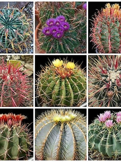 เฟอโรแคคตัส คละ (Ferocactus mixed) / 25 เม็ด (Italy)