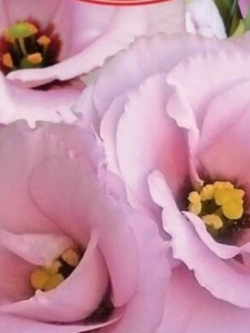 ไลซิแอนทัส (Lisianthus - Florida Pink F1) / 5 เม็ด (Ukraine)