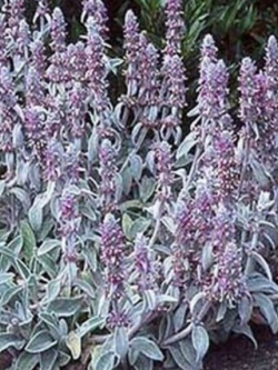 หูแกะ (Lamb's Ear / Stachys Byzantina Lanata) / 50 เม็ด (USA)