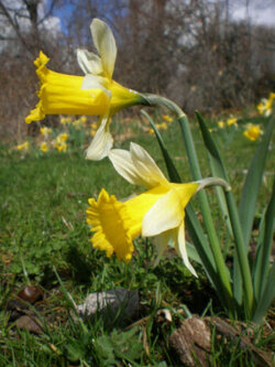 ดารารัตน์ (Daffodil / Narcissus confusus) เหลือง / 5 เม็ด (Spain)