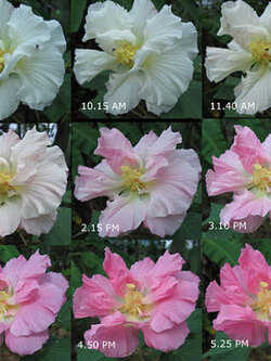 พุดตานไทย (เปลี่ยนสี) / 10 เม็ด