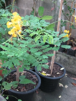 ต้นหางนกยูงไทย สีเหลือง เพาะเมล็ด สูง 45-60 ซ.ม. กระถาง 8 นิ้ว / ต้น