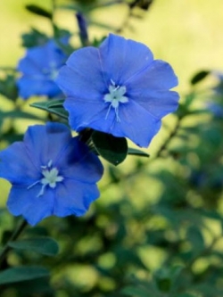 ต้นฟ้าประดิษฐ์ (Ground Morning Glory) ต้นใหญ่ สูง 25-30 ซ.ม. / ต้น