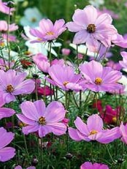 ดาวกระจาย (Cosmos) คละสี / 500 เม็ด