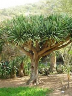 เลือดมังกร (Dracaena Draco / Dragon Blood) / 25 เม็ด (Portugal)