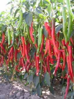 พริกแดงยักษ์ / 500 เม็ด