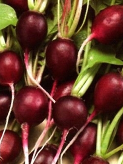 ไชเท้ามะละกาสีม่วง (Malaga Radish) / 100 เม็ด (Ukraine)