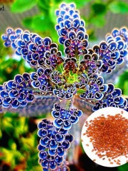 จอนควิลญี่ปุ่น (Japan Jonquil) / 200 เม็ด