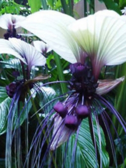 ว่านค้างคาว / 10 เม็ด (หายาก)