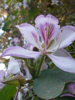 เสี้ยวดอกขาว สีม่วง / 5 เม็ด (UK)