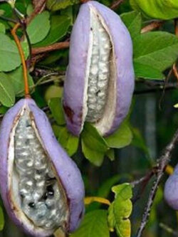 ต้น อะเคบิ Akebi ผลไม้สไตล์ญี่ปุ่น ไม้เถาเลื้อย ปลูกง่าย โตไว