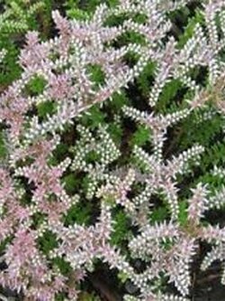 ซีดัม ซีสตาร์ (Sedum Seastar) / 25 เม็ด