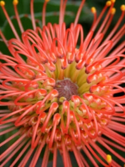 เมล็ดพันธุ์ ลิวโคสเปอร์มัม (Leucospermum) สีแดง-ส้ม / 2 เม็ด (France)